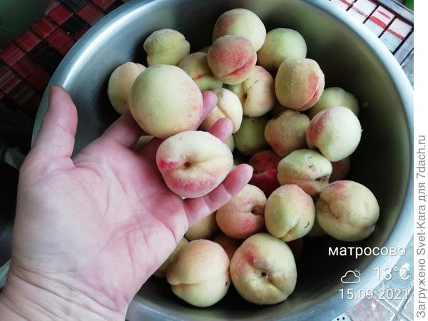 Персики с Куршской косы.