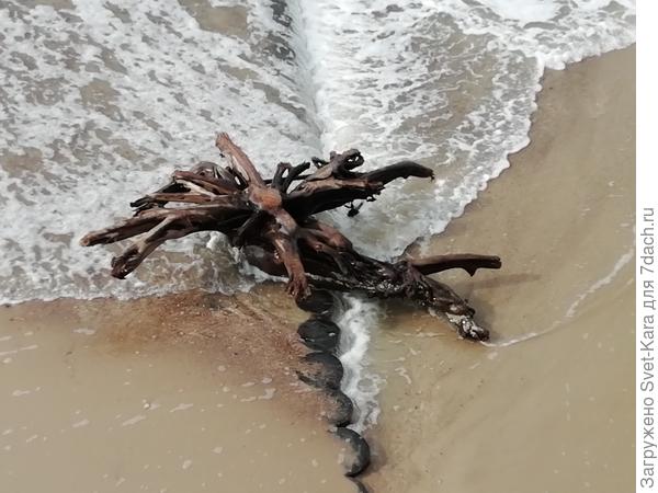 Чудо-юдо Балтийское