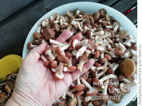 Осенние опята. Все, как на подбор