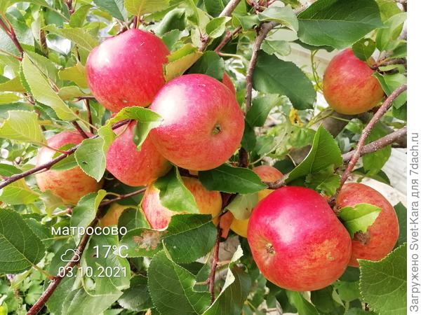 Яблочки доспевают