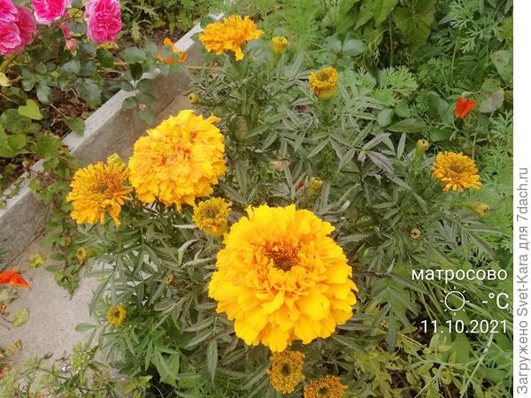 Октябрь. Матросово. Бархатцы