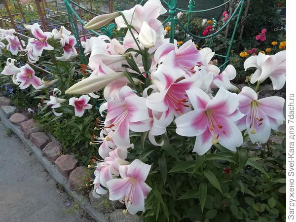 Триумфатор (колония из одной луковицы)