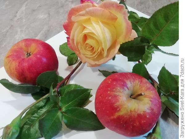 Для дорогих участников и победителей - октябрьский натюрморт: яблочки Топаз и розочка Pullman Orient Express