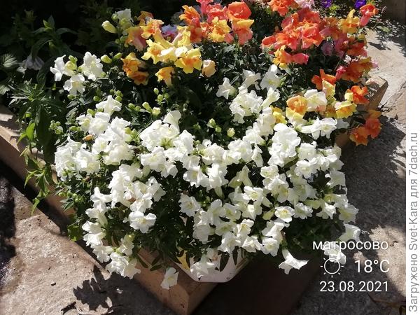 Львиный зев в конце августа