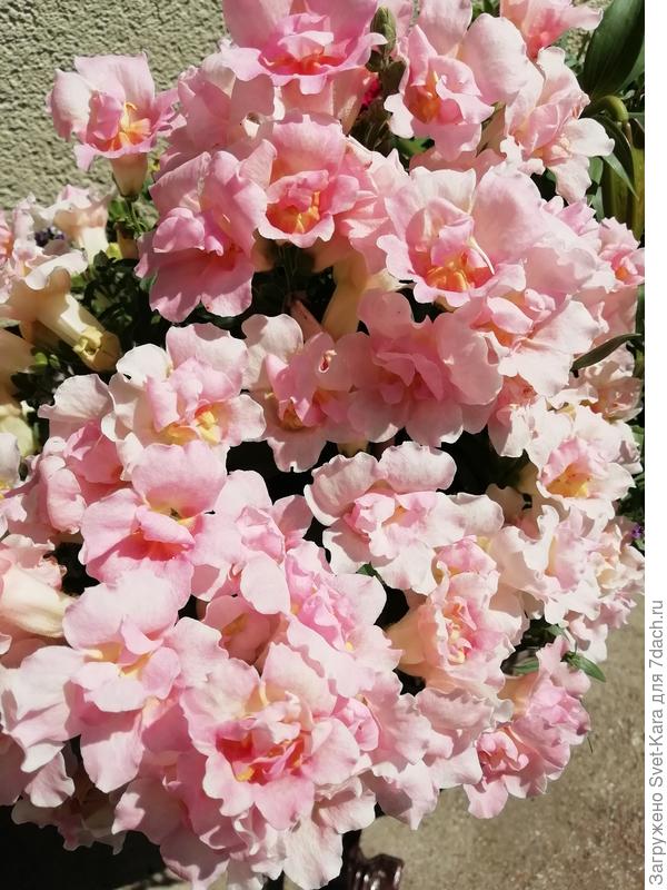 Красота и любовь