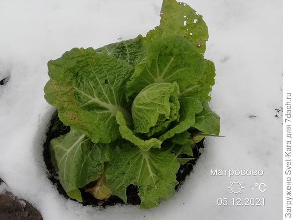 Прощальный урожай пекинской капусты сезона-2021