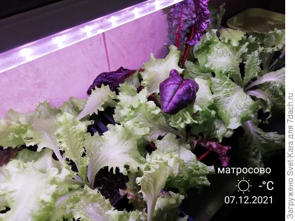 За окном -11°С, а дома под фитолампой красота....