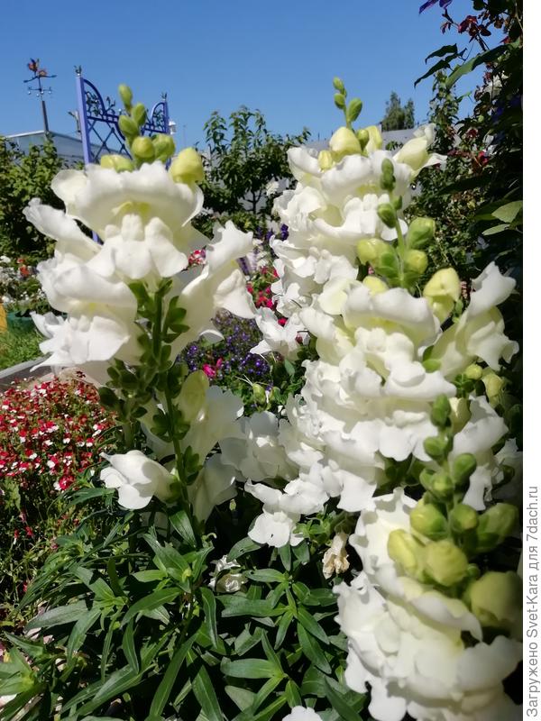 Высокорослый (и тоже не помню сорт)