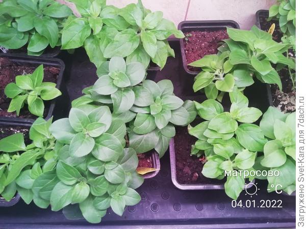 Череночковый садик