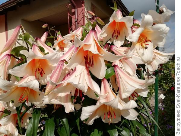 &quot;Лавон&quot;