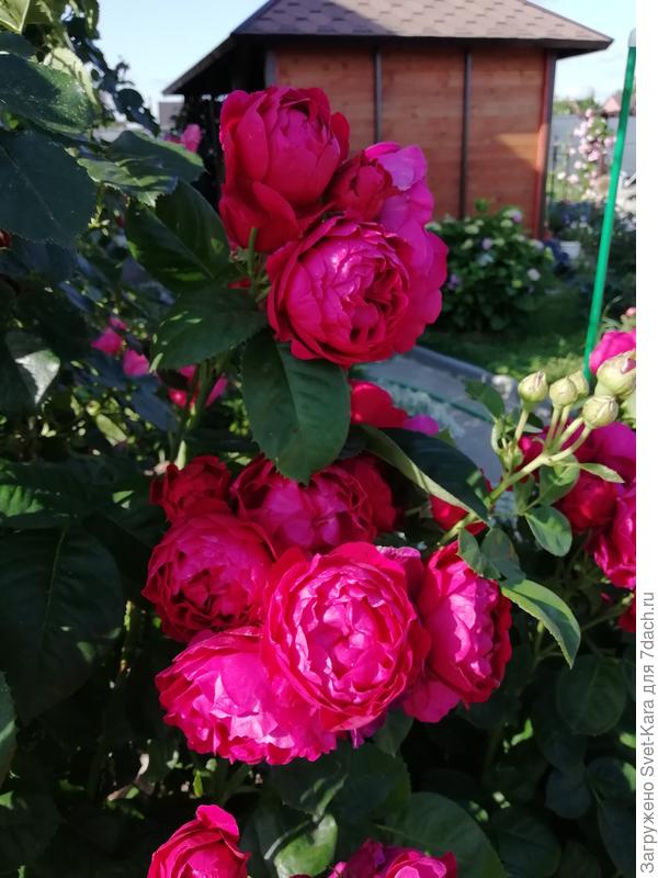 Мои розочки очень подходят к твоим :-)))