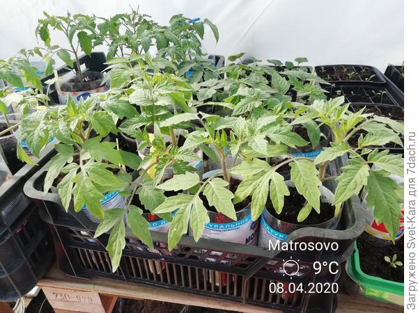 Бутылочная бездырная :-) рассада