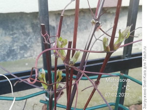 Клематис думает, что уже весна! Ну что с ним делать? Как уговорить подождать хоть ещё немного?