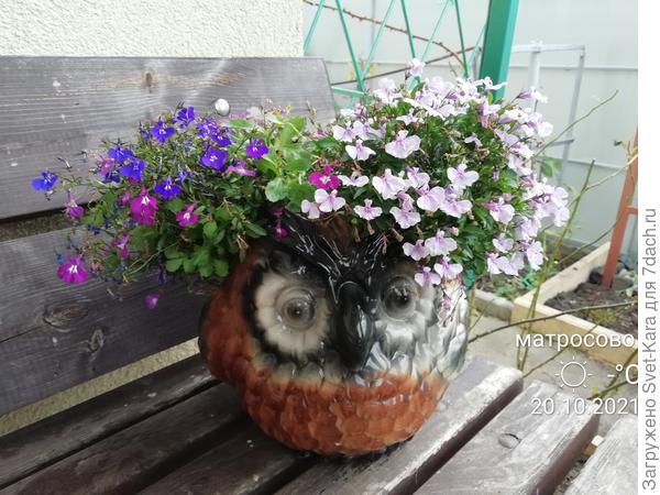 А прическа-то, прическа! Все лето радует красотой