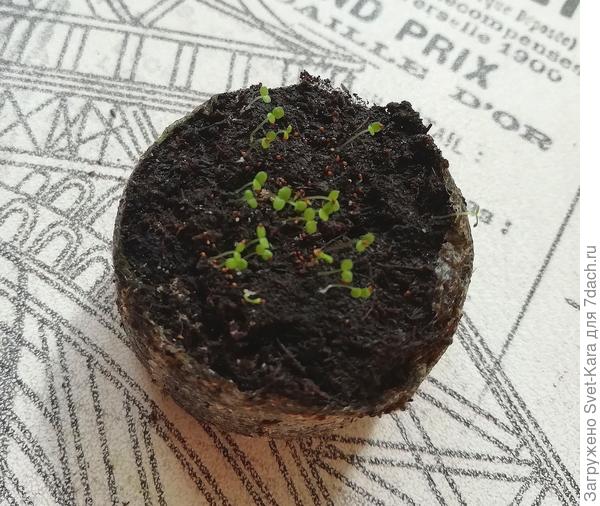 Всходят первые крохотули посева 19/02/22