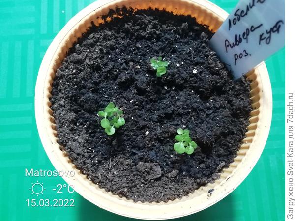 Сезон 2022. 3 гранулы мультидраже лобелии &amp;quot;Ривьера&amp;quot; в коробочке из под &amp;quot;искусственной&amp;quot; картошки :-)