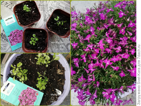 Лобелия &amp;quot;Ривьера&amp;quot; из мультидраже сезона 2021