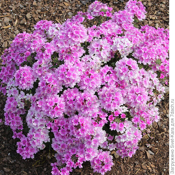 Обещают, что будет такая (фото из интернета). Хотелось бы...