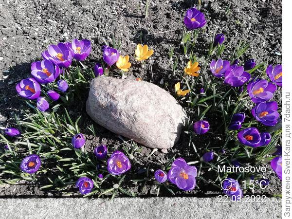 Март расскрасил клумбу