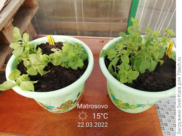 Петхоа "Beautical Caramel Yellow " и петуния "Опера Распберри Айс"