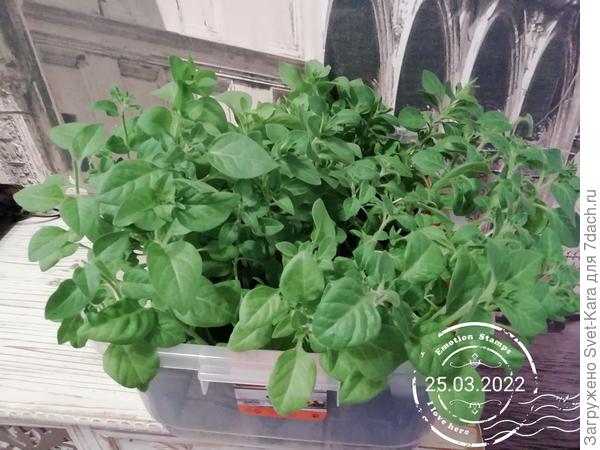 Черенки активно разрастаются