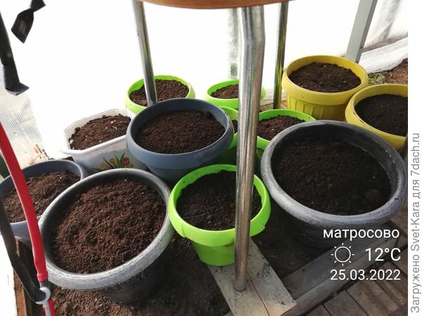 Начала готовить им новые "квартирки" (в кашпо насыпаю смесь огородной земли, торфа и компоста)