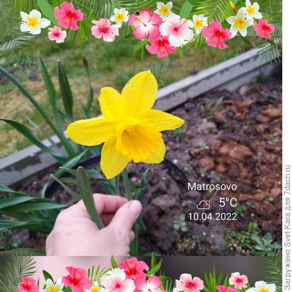 Светик! Этот первый весенний нарциссик расцвел сегодня для тебя