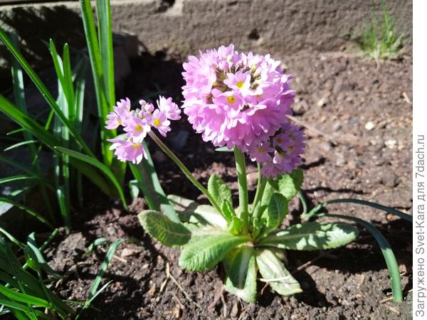 Цветочный &quot;чупа-чупс&quot; :-)