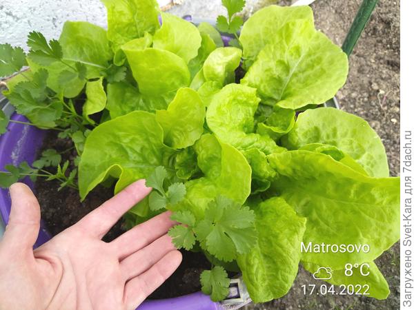 Ах, какой зелененький