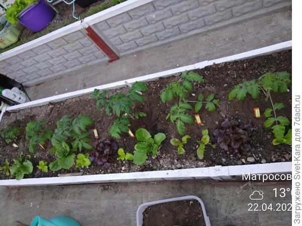 Мои гномики уже переехали на ПМЖ в теплицу. Днём - радуются солнышку, на ночь прикрываю спанбондом по дугам