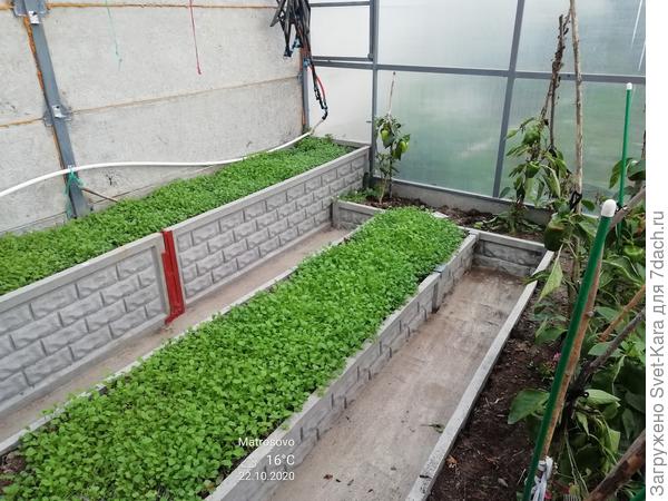 В этом сезоне средняя грядка принадлежит гномам