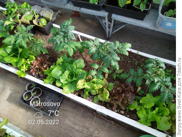 Салатики наливаются, томатики &quot;крылышки&quot; расправили - радуются переезду в теплицу на ПМЖ