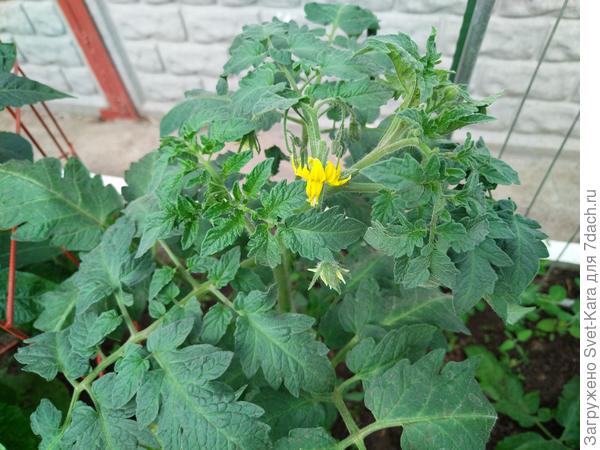 и начинают цвести