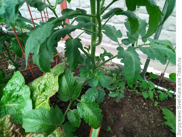 обрастают пасынками