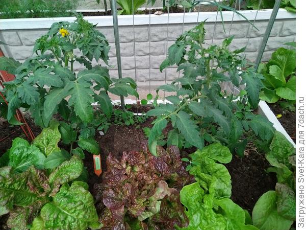 Красавчики гномики