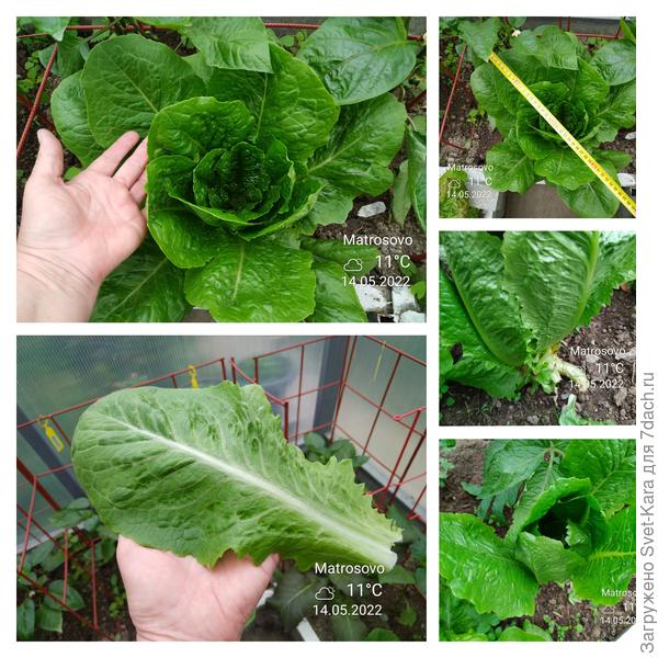 Любителям салатов (и разной зеленушки) - очень рекомендую!