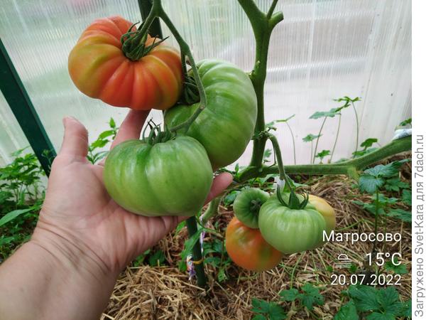 &quot;Сарра&quot; сезона-2022. Первый уже вчера продегустировали