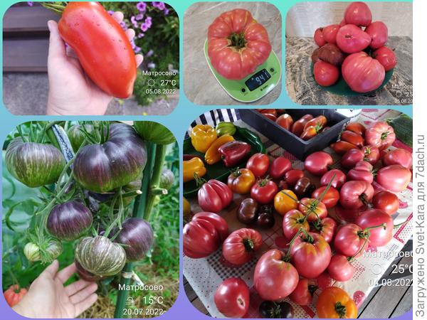 Томатные зарисовки сезона-2022