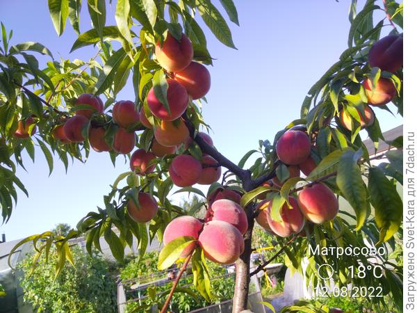 Персик &quot;Ред Хейвен&quot;