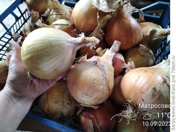 Эксибишен. Наш любимчик