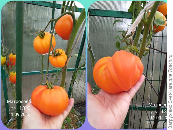 Любимые помидорки второй сезон - Оранжевая немецкая клубника