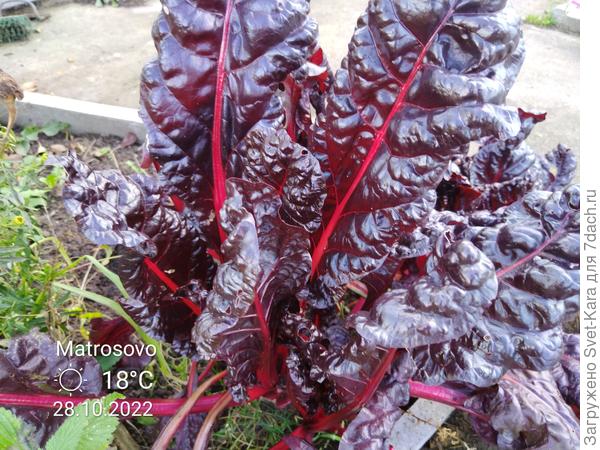 Мангольд распустил свои яркие перья