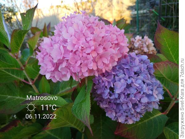 Садовые яркости