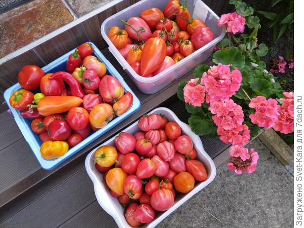 Праздник урожая