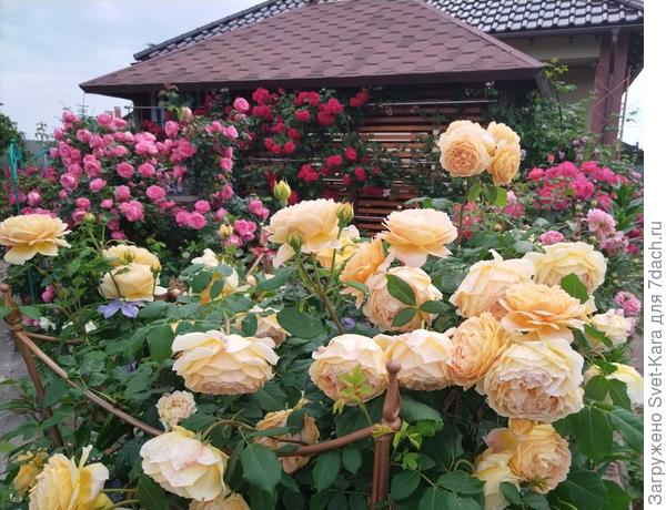 Праздник роз