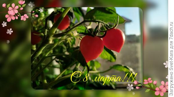 и к праздничному столу от меня мартовский томатный урожай 👍👍👍