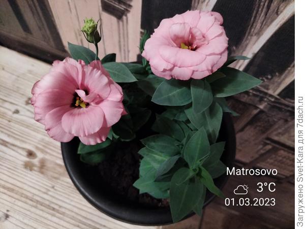 Мои красоточки (зимовали дома)