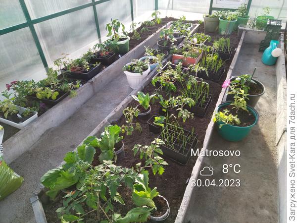 Помидорки и К° в "Томатном домике"