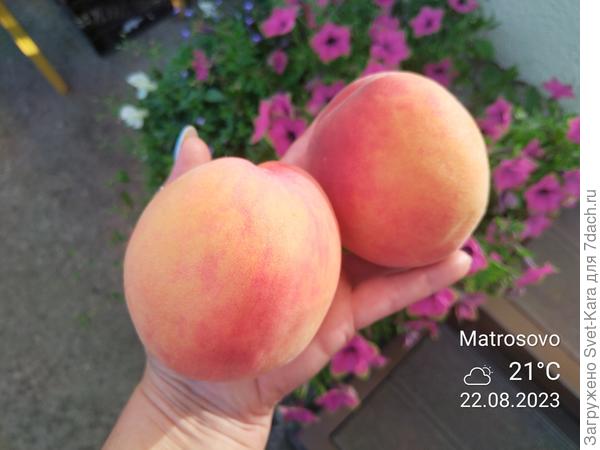 Любимый Рэд Хейвен