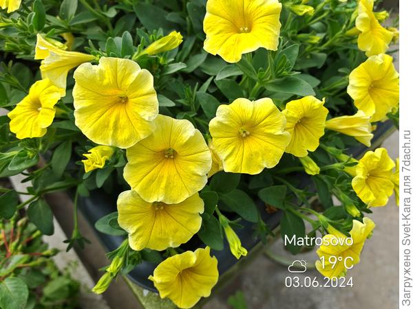 &quot;Цыплята&quot;